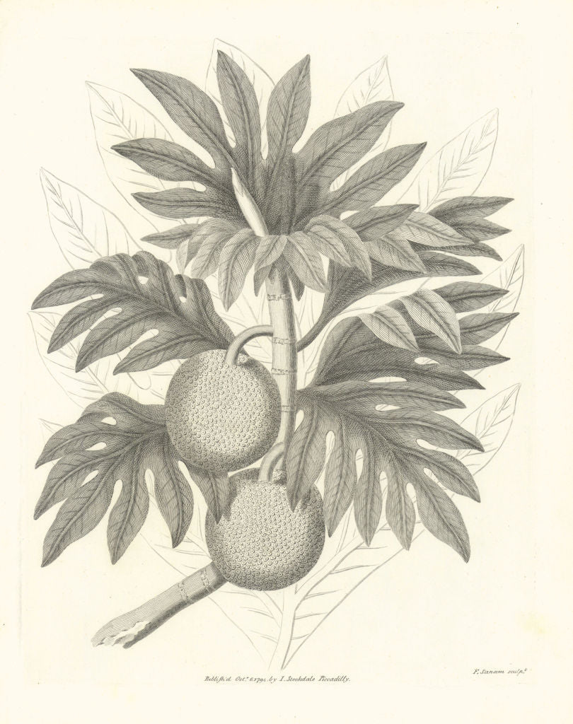 'The Bread Fruit of Otaheite'. TAHITI. Food. EDWARDS 1794 old antique print